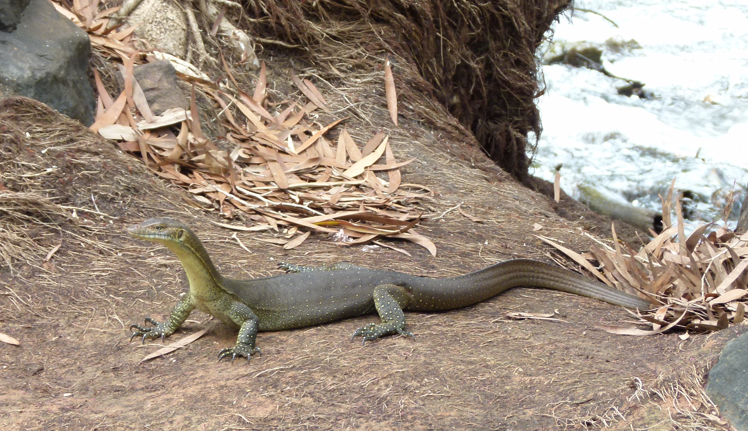 Merton's Water Monitor on teh bank of the Adelaide River, Marrakai Track © Mike Jarvis